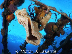 azure vase sponge in willaurie wreck dive site in Bahama... by Victor J. Lasanta 